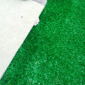 2日ぶりのベラんぽ♡の画像