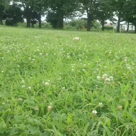 僕にサンタはこなかった…の画像