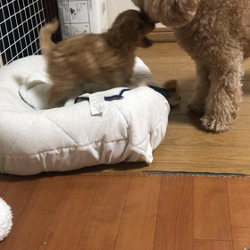 ママを独り占めの画像