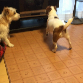 今日のココのんの画像