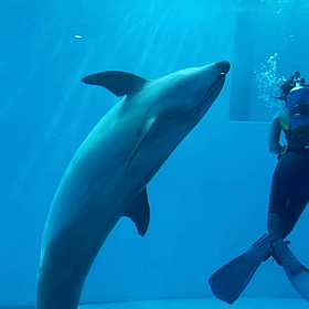 イルカショー⋆⸜⸝⋆2022年11月23日の画像