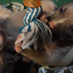 初のおもちゃの画像