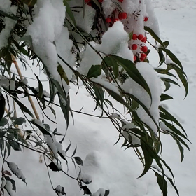 大雪になるかな？の画像