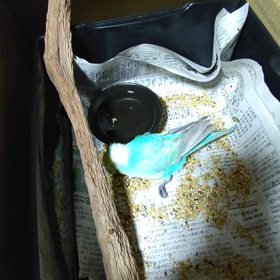 インコのくにちゃんの画像