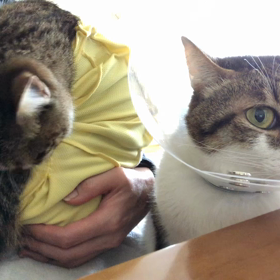 デールを又怒らせてしまった飼い主。デールが起こった動画。の画像
