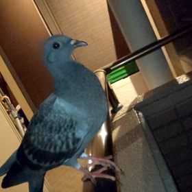 子鳩が飛べなくて6時間います(/´△`＼)の画像