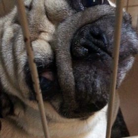 パグ犬 眠いのに。の画像