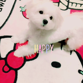 明けましておめでとうございますの画像