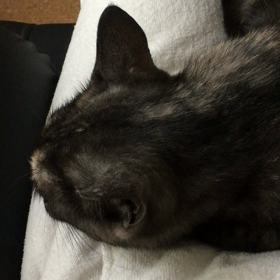 林家パー子さんの声がするの画像