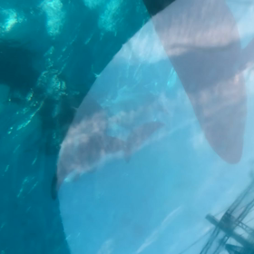 八景島シーパラダイスの画像