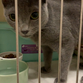 シアンちゃん♡の画像