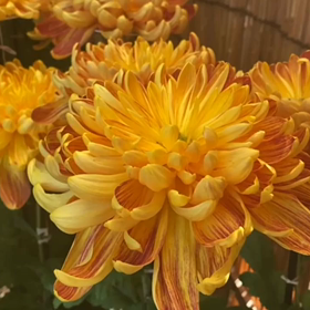 エージェント烏丸くんと本部の白鷺さんの画像