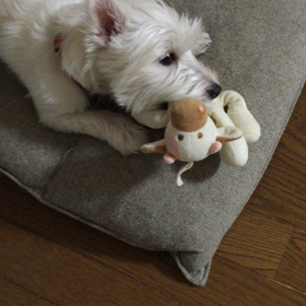 スカスカの牛くん。の画像