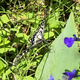 うちの子間もなく飛びまーす(*^^*)の画像