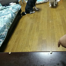 三回目の成功ヽ(^。^)ノの画像