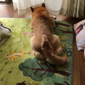 散歩拒否する柴〜の画像