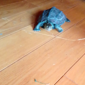 登りたいけど登れない‥‥行きたいけど行けない…‥の画像