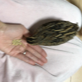 ピヨとピヨヨのハッスルタイムの画像