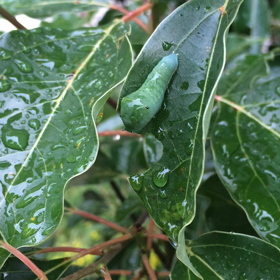 息子のイタズラ(アオスジアゲハの幼虫の話)の画像