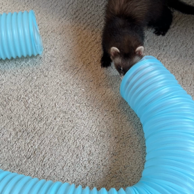 フェレットのトンネルの画像