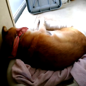 営業部長爆睡。の画像