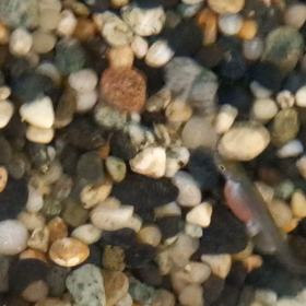 鮭の赤ちゃんは生きています！の画像