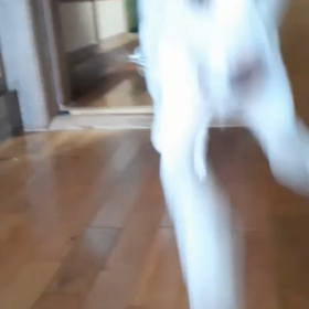 里親通信　　キラちゃんの画像