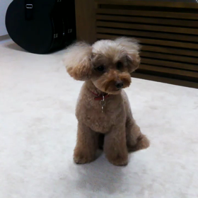 「ごろーん」が苦手な小夏ちゃん。「あっち向いてホイ」は得意です＼(^o^)／の画像