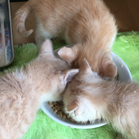 チビにゃんおはよう！の画像