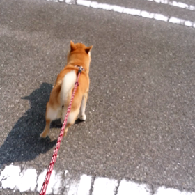 りんちゃんの画像