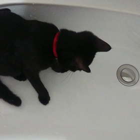 猫、水に入る、遊び出す！ 動画の画像