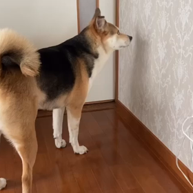 ドアノブなんてお茶の子サイサイの画像