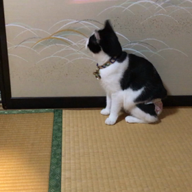 レーザーポインター…飽きてるかもねの画像