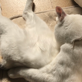 今日のテンの画像