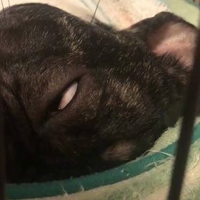 ヌエボくんの画像