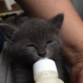 俺、親猫になる 49の画像