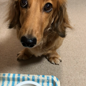 ウーちゃん夜ごはんの画像