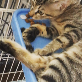 里親募集中♪こあじちゃん♡の画像