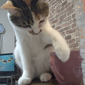 仕草がかわいくての画像