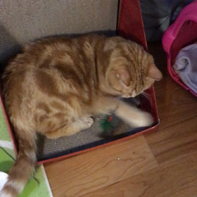 遊ぶ気は全くありませんの画像