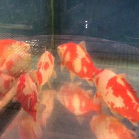 上選 更紗和金 鮒尾 入荷しています | 金魚やぶろぐ by 佐々木養魚場