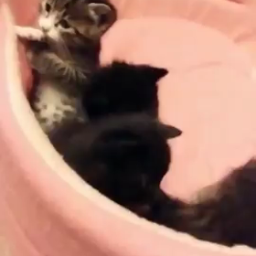 我が家のニャンコたちの画像