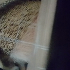 荒ぶるももた君２。の画像