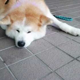 今朝は自家製味噌作りのための圧力鍋で大豆を3回も茹でる作業があり、飼い主散歩出発超遅め❗未来丸の画像