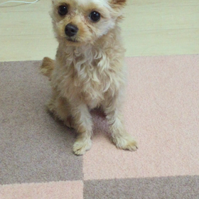 一芸覚えましたの画像