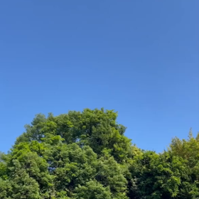 ウグイスさんのコールアンドレスポンスの画像