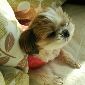 志麻の現状の画像