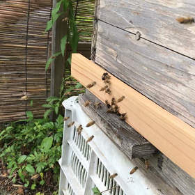 分蜂した蜜蜂の画像