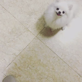 ニコニコ子犬の画像