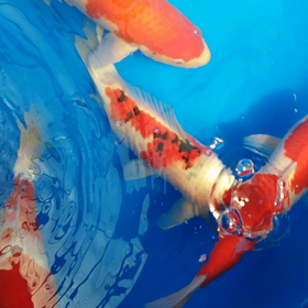 勝った！の画像